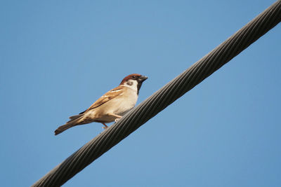 Low angle view of bird perching against clear sky