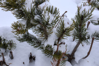 One branch of a tin covered with snow