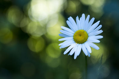 Close-up of flower blooming outdoors