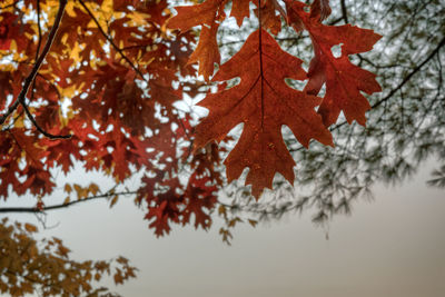 Low angle view of maple tree during autumn