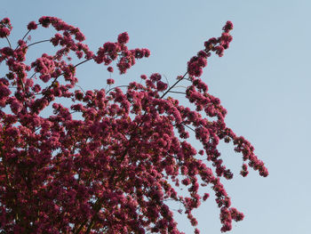 Blossoming of a tree against blue sky