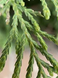 Close-up of fresh green plant