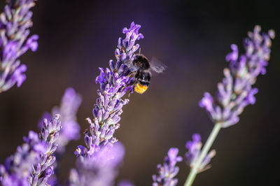 Bee pollinating on purple flower