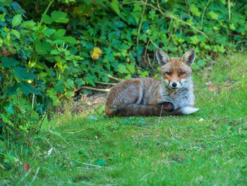 Portrait of a cat lying on grass