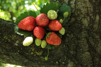 Close-up of strawberries on tree