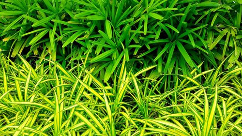 Full frame shot of green plants