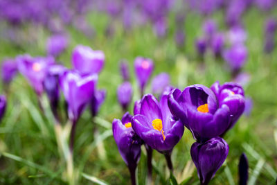 Close-up of purple crocus flowers on field