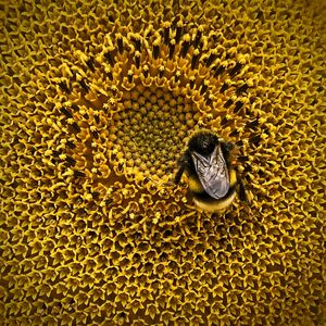 Close-up of bee on sunflower