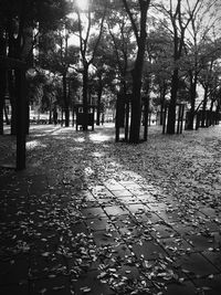 Trees in park