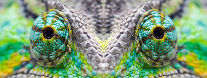 Close-up portrait of a turtle