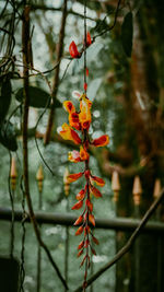 Close-up of red flowering plant during autumn