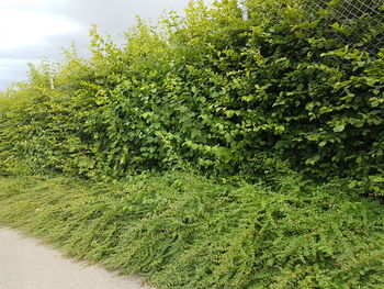 Plants growing on tree