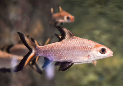 Close-up of fish swimming in sea