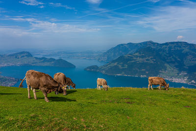 House cows grazing in the swiss mountains.