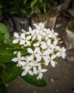 Close-up of white flowering plant