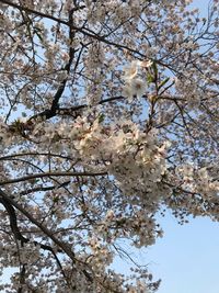 Low angle view of white flowering tree against sky