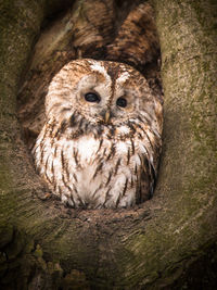 Close-up of owl perching on tree trunk