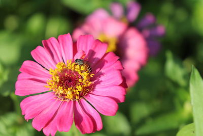 Close-up of pink flower