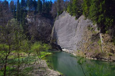 Scenic view of river amidst trees in forest