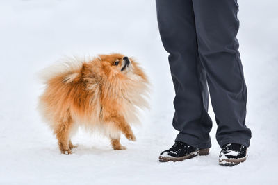 Low section of person standing in snow