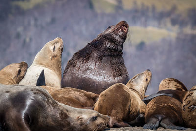 Group of sea lions on rock at sea