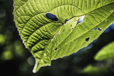 Close-up of green leaves on plant