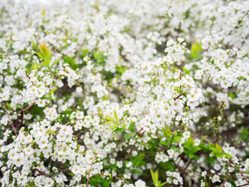 Blooming cherry tree. beautiful white flowers in sunny spring day.