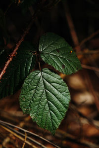 Close-up of green leaves