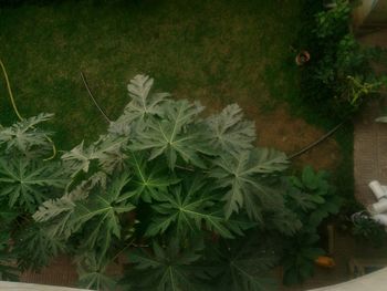 Close-up of plants