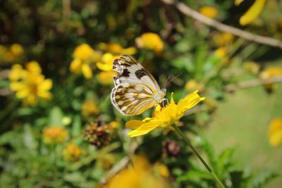 Close-up of butterfly pollinating on yellow flower