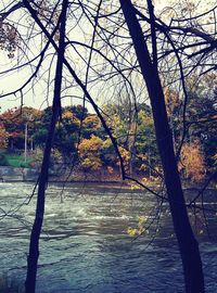 Bare trees by river