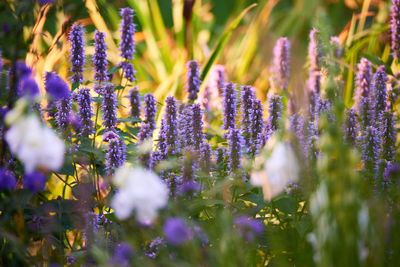 Close-up of purple flowering plants on field