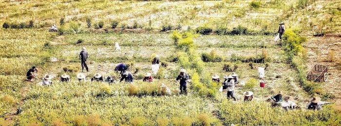 People on grassy field