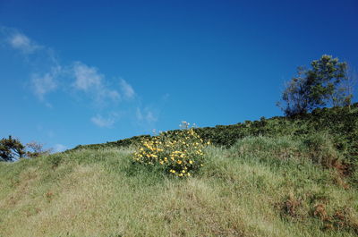 Scenic view of grassy field against blue sky