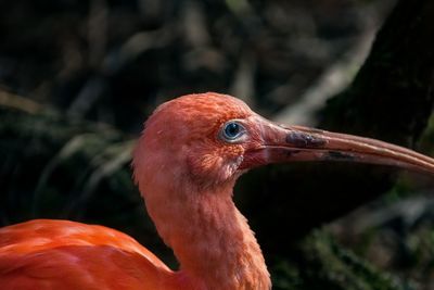 Close-up of a bird