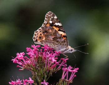 Close-up of butterfly pollinating on pink flower