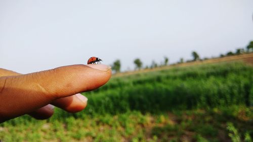 Close-up of hand holding ladybug on field