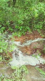 Stream flowing through forest