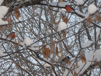 Low angle view of birds perching on branch