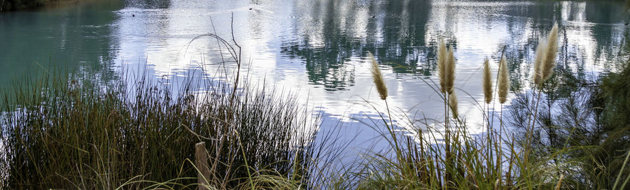 Close-up of grass with reflection in water