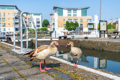 View of birds in canal