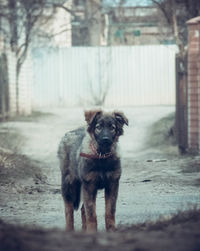 Portrait of dog