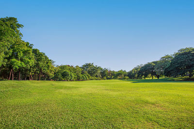 Scenic view of grassy field against clear sky