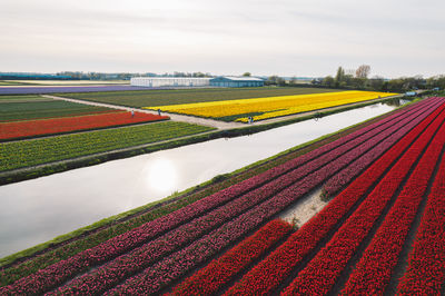 Scenic view of agricultural field