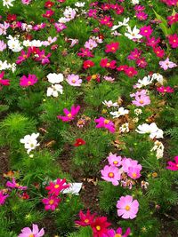 High angle view of pink flowers blooming outdoors