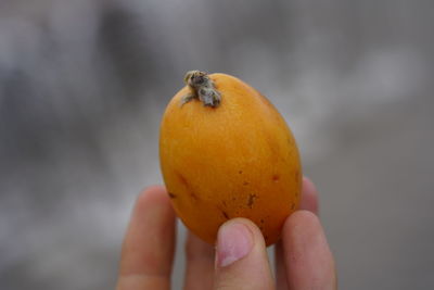 Close-up of hand holding fruit