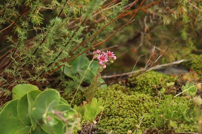 Close-up of flowering plants on field