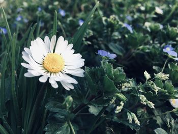 Close-up of white daisy flowers