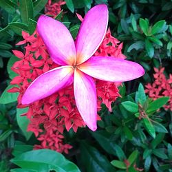 Close-up of pink flowers blooming outdoors