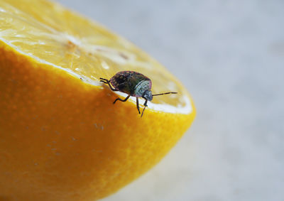 Close-up of fly